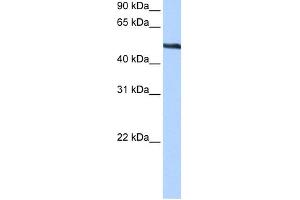 WB Suggested Anti-TRIP6 Antibody Titration:  0. (TRIP6 抗体  (Middle Region))