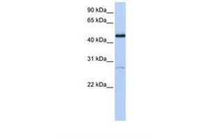 Image no. 1 for anti-Nuclear Receptor Subfamily 2, Group F, Member 1 (NR2F1) (AA 326-375) antibody (ABIN6738412) (NR2F1 抗体  (AA 326-375))