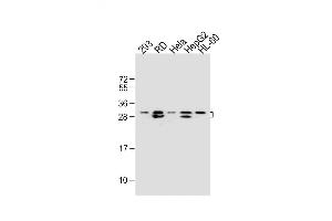All lanes : Anti-EIF4E2 Antibody at 1:2000 dilution Lane 1: 293 whole cell lysate Lane 2: RD whole cell lysate Lane 3: Hela whole cell lysate Lane 4: HepG2 whole cell lysate Lane 5: HL-60 whole cell lysate Lysates/proteins at 20 μg per lane.