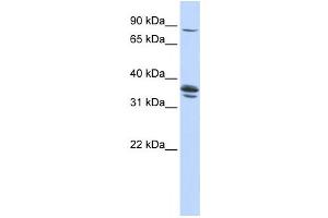 Western Blotting (WB) image for anti-Solute Carrier Organic Anion Transporter Family, Member 3A1 (SLCO3A1) antibody (ABIN2458794) (Solute Carrier Organic Anion Transporter Family, Member 3A1 (SLCO3A1) 抗体)