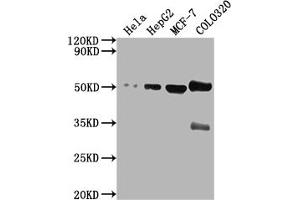 Western Blot Positive WB detected in: Hela whole cell lysate, HepG2 whole cell lysate, MCF-7 whole cell lysate, COLO320 whole cell lysate All lanes: CALR antibody at 1:2000 Secondary Goat polyclonal to rabbit IgG at 1/50000 dilution Predicted band size: 49 kDa Observed band size: 49 kDa (Calreticulin 抗体  (AA 185-196))
