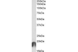 ABIN5539618 (1µg/ml) staining of Cerebral Cortex lysate (35µg protein in RIPA buffer). (ANAPC11 抗体  (Internal Region))
