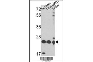 Western blot analysis of PRDX3 Antibody in NCI-H460,MDA-MB231,HepG2 cell line lysates (35ug/lane)(2ug/ml) (Peroxiredoxin 3 抗体  (N-Term))