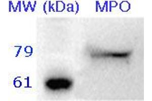 10 µg of neutrophil lysate was separated by 12% SDS-PAGE. (Myeloperoxidase 抗体)