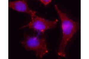 Immunofluorescence (IF) image for anti-Actin, beta (ACTB) antibody (ABIN2666097) (beta Actin 抗体)