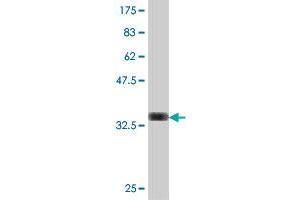 Western Blot detection against Immunogen (34. (TMOD3 抗体  (AA 280-352))