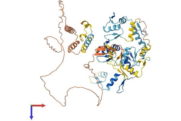 ZNF214 Protein (AA 1-606) (His tag)