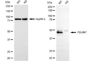 anti-PDZ and LIM Domain 7 (Enigma) (PDLIM7) antibody