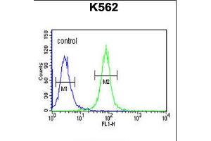 Flow cytometric analysis of K562 cells (right histogram) compared to a negative control cell (left histogram). (NPSR1-AS1 抗体  (C-Term))