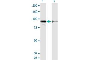 Western Blot analysis of AMPD2 expression in transfected 293T cell line by AMPD2 monoclonal antibody (M09), clone 6A8. (AMPD2 抗体  (AA 86-185))