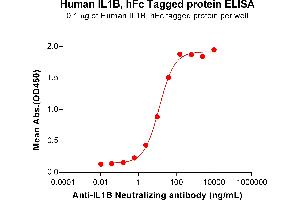Interleukin 1, beta (IL1B) (AA 117-269) protein (Fc Tag)
