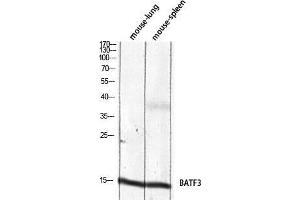Western Blot (WB) analysis of Mouse Lung Mouse Spleen lysis using BATF3 antibody. (BATF3 抗体)