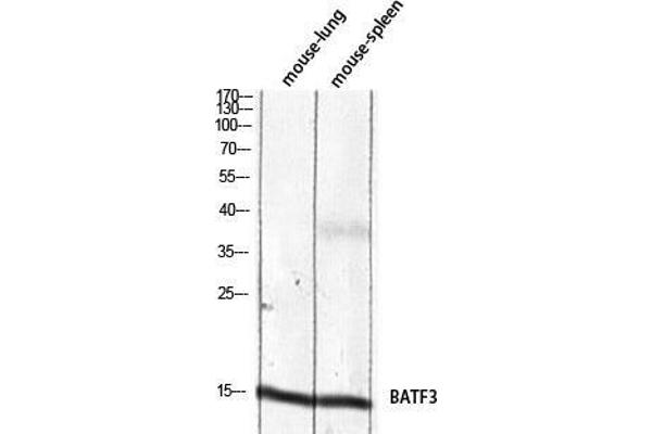 BATF3 anticorps