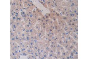 IHC-P analysis of Mouse Tissue, with DAB staining. (VPREB1 抗体  (AA 43-134))
