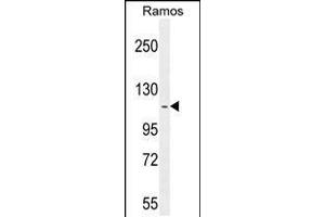 Western blot analysis in Ramos cell line lysates (35ug/lane). (HIP1 抗体  (N-Term))