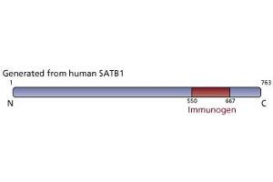 Image no. 2 for anti-SATB Homeobox 1 (SATB1) (AA 550-667) antibody (ABIN968403) (SATB1 抗体  (AA 550-667))