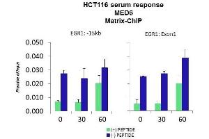 Quiescent human colon carcinoma HCT116 cultures were treated with 10% FBS for three time points (0, 15, 30min) or (0, 30, 60min) were used in Matrix-ChIP and real-time PCR assays at EGR1 gene (Exon1) and 15kb upstream site. (MED6 抗体  (Middle Region))