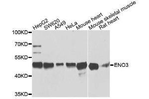 Western blot analysis of extracts of various cell lines, using ENO3 antibody. (ENO3 抗体  (AA 1-190))