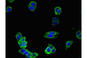 Immunofluorescent analysis of HepG2 cells using ABIN7161623 at dilution of 1:100 and Alexa Fluor 488-congugated AffiniPure Goat Anti-Rabbit IgG(H+L) (NOS1 抗体  (AA 655-875))