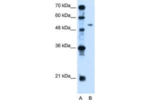 Western Blotting (WB) image for anti-Pregnancy Specific beta-1-Glycoprotein 1 (PSG1) antibody (ABIN2462566) (PSG1 抗体)