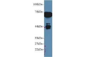 Western Blot; Sample: Rat Serum; Primary Ab: 1µg/ml Rabbit Anti-Rat a1M Antibody Second Ab: 0. (AMBP 抗体  (AA 20-202))