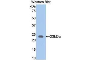 Western Blotting (WB) image for anti-Bone Morphogenetic Protein 4 (BMP4) (AA 211-392) antibody (ABIN1858158) (BMP4 抗体  (AA 211-392))