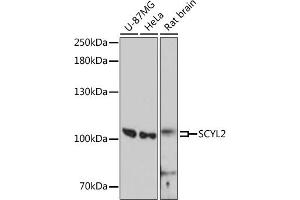 Western blot analysis of extracts of various cell lines, using SCYL2 antibody (ABIN6132637, ABIN6147464, ABIN6147466 and ABIN6217079) at 1:3000 dilution. (SCYL2 抗体  (AA 1-300))