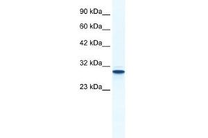 Annexin A5 antibody used at 1. (Annexin V 抗体  (N-Term))