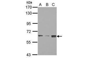 Image no. 1 for anti-SWI/SNF Related, Matrix Associated, Actin Dependent Regulator of Chromatin, Subfamily D, Member 3 (SMARCD3) (AA 105-441) antibody (ABIN1501913) (SMARCD3 抗体  (AA 105-441))