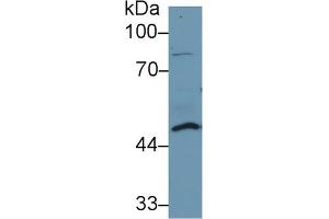 Western Blot; Sample: Human Lung lysate; ;Primary Ab: 1µg/ml Rabbit Anti-Human DDOST Antibody;Second Ab: 0. (DDOST 抗体  (AA 43-427))