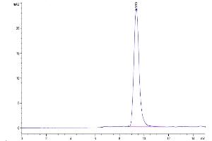The purity of Rhesus macaque EGFR is greater than 95 % as determined by SEC-HPLC.