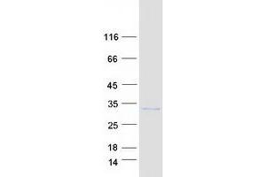 Validation with Western Blot (PQLC1 Protein (Myc-DYKDDDDK Tag))