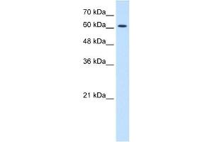 CHRNE antibody (20R-1326) used at 0. (CHRNE 抗体  (N-Term))