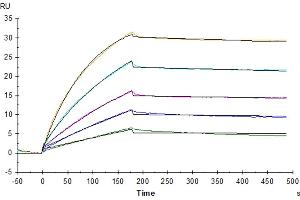 Surface Plasmon Resonance (SPR) image for Membrane-Spanning 4-Domains, Subfamily A, Member 1 (MS4A1) (AA 1-297) (Active) protein-VLP (Biotin) (ABIN7448157)