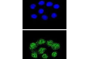 Immunofluorescence (IF) image for anti-Mismatch Repair Protein 2 (MSH2) antibody (ABIN2996263) (MSH2 抗体)
