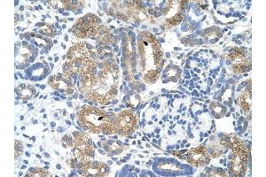 Cobl-Like 1 antibody was used for immunohistochemistry at a concentration of 4-8 ug/ml to stain Epithelial cells of renal tubule (arrows) in Human Kidney. (COBLL1 抗体  (N-Term))