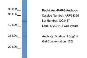WB Suggested Anti-RARG Antibody   Titration: 1. (Retinoic Acid Receptor gamma 抗体  (N-Term))