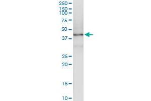 Immunoprecipitation of FBXL8 transfected lysate using anti-FBXL8 MaxPab rabbit polyclonal antibody and Protein A Magnetic Bead , and immunoblotted with FBXL8 purified MaxPab mouse polyclonal antibody (B01P) . (FBXL8 抗体  (AA 1-374))