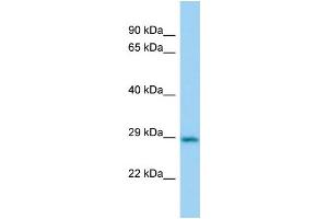 Host:  Rabbit  Target Name:  Cbr2  Sample Type:  Mouse Lung lysates  Antibody Dilution:  1. (CBR2 抗体  (N-Term))
