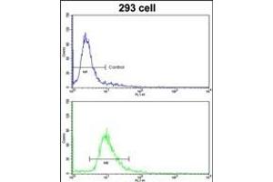 Flow cytometric analysis of 293 cells using ETHE1 Antibody (Center)(bottom histogram) compared to a negative control cell (top histogram). (ETHE1 抗体  (AA 103-130))