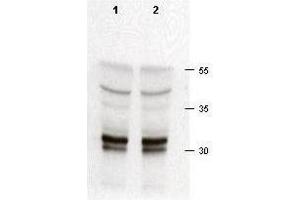 Rabbit anti-cdk2 was used at a 1:200 dilution to detect cdk-2 in asynchronous HeLa cell lysates (run in duplicate). (CDK2 抗体  (C-Term))