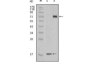 Western Blot showing STYK1 antibody used against truncated STYK1 recombinant protein (1) and STYK1 (aa47-422)-hIgGFc transfected CHO-K1 cell lysate (2). (STYK1 抗体)