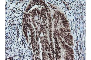Image no. 1 for anti-Fetal and Adult Testis Expressed 1 (FATE1) antibody (ABIN1498222) (FATE1 抗体)