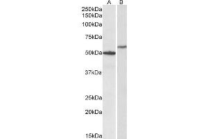 ABIN4902571 (0. (CD47 抗体)