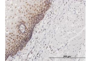 Immunostaining (ISt) image for anti-Nucleolar Protein 16 (NOP16) (AA 1-178) antibody (ABIN526755)