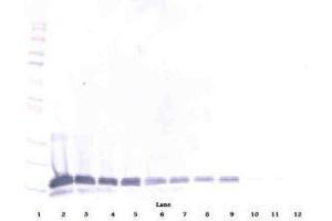 Image no. 4 for anti-Interleukin 16 (IL16) antibody (ABIN465149) (IL16 抗体)
