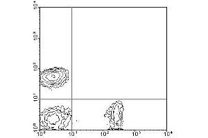 Image no. 1 for anti-CD8a Molecule (CD8A) antibody (FITC) (ABIN135119) (CD8 alpha 抗体  (FITC))