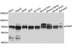Western blot analysis of extracts of various cell lines, using PAIP1 antibody (ABIN5973592) at 1/1000 dilution. (PAIP1 抗体)