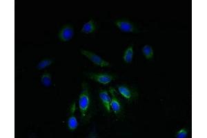 Immunofluorescence (IF) image for anti-NADH Dehydrogenase (Ubiquinone) 1 alpha Subcomplex, 1, 7.5kDa (NDUFA1) (AA 1-70) antibody (ABIN7160886)