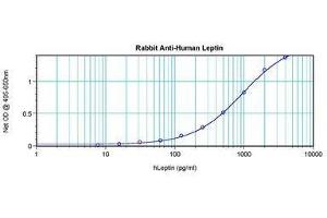 Image no. 4 for anti-Leptin (LEP) antibody (ABIN465530) (Leptin 抗体)